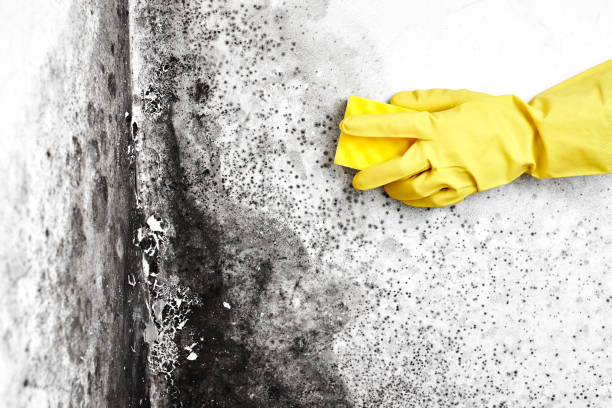 Office Mold Removal Services in Richwood, NJ