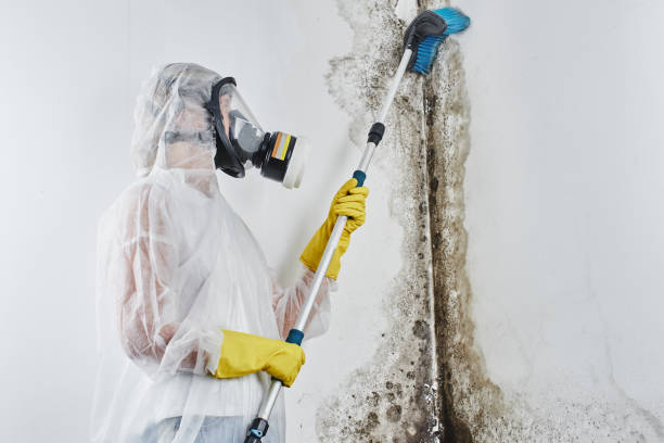 Best Mold Removal Near Me  in Richwood, NJ