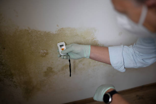 Best Emergency Mold Removal  in Richwood, NJ