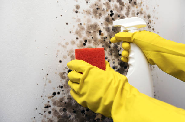 Best Emergency Mold Removal  in Richwood, NJ