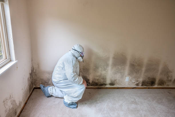Best Toxic Mold Removal  in Richwood, NJ