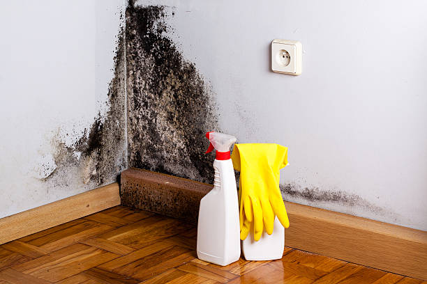 Mold Removal and Inspection in Richwood, NJ