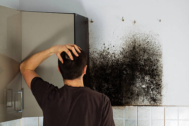 Attic Mold Removal in Richwood, NJ