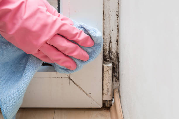 Best Certified Mold Removal  in Richwood, NJ