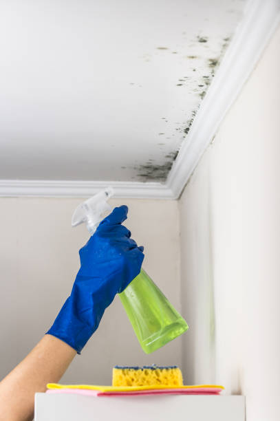 Best Mold Removal Near Me  in Richwood, NJ