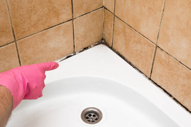 Best Attic Mold Removal  in Richwood, NJ
